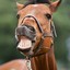 CrazyHorseLady
