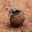 dung beetle