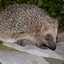 Hedgehog | #AnimalArmy
