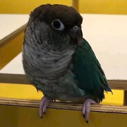 鹦鹉zZ