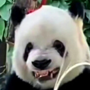 熊猫
