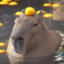 CapybaraEnjoyr