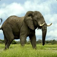 Beefstrip Steam avatar