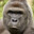 harambe