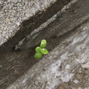 多放香菜不要醋