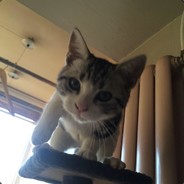 撩妹猛如虎一看KD0.5