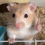 Affirmative Hamster