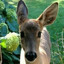 deerwife