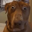  ☛ Thadeus Doggoson