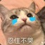 喵咪咪zzz