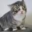 Winky the cat