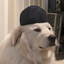 Local Dog