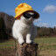 ollipolli