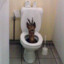 Toilet Deer