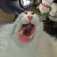 Перевозчик