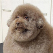 диван чечня