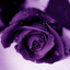 Purplerose