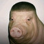 Pig with a killer fade (me IRL)