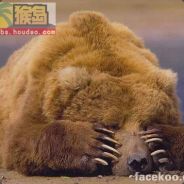 吃蛆不忘拉屎人