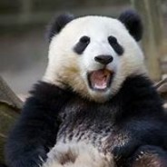 Pandabearzzz's avatar