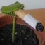 [SgD]meror_nekto