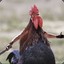 Chickenlord