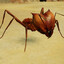 Ant ._.