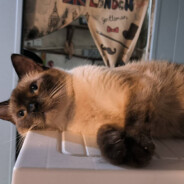 春花秋月何时了