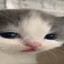охрана кора