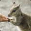 wallaby