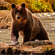 Кого гризли?