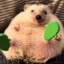 omlet