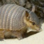 Andres the amazing Armadillo!