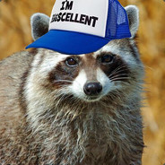 Racoon