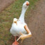 duck_duck