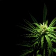 Weedeun _ Peace Man ☮