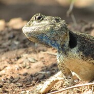 阴间宇宙究极无敌旺仔