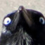 Raven of the North