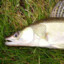 Rybejszyn