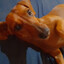 Poochy