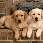 喜欢悠哉独自在