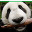 O Panda