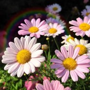 +V看橐驼植树秘诀