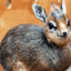 DIK DIK