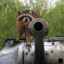 raccoon with a gun