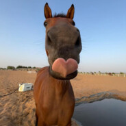 八十万禁军教头