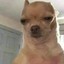 SERBIAN DOG