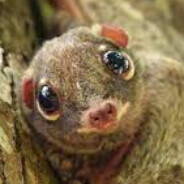 Colugo