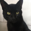 Gato Preto ☯