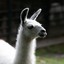 Llama